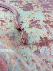 Psammophis mossambicus
