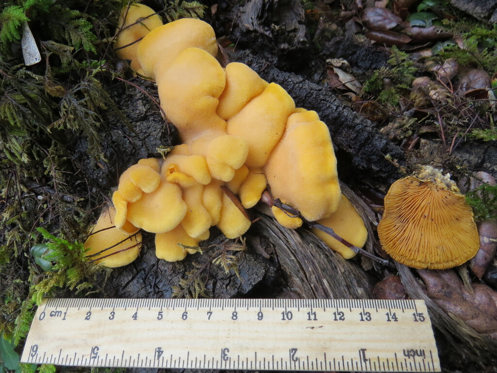 Phyllotopsis nidulans · January 2026 · photo: © garth_harwood (iNaturalist, cc-by)