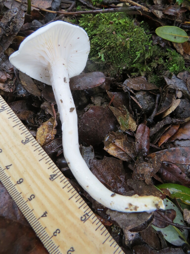 Hygrophorus eburneus · January 2026 · photo: © garth_harwood (iNaturalist, cc-by)