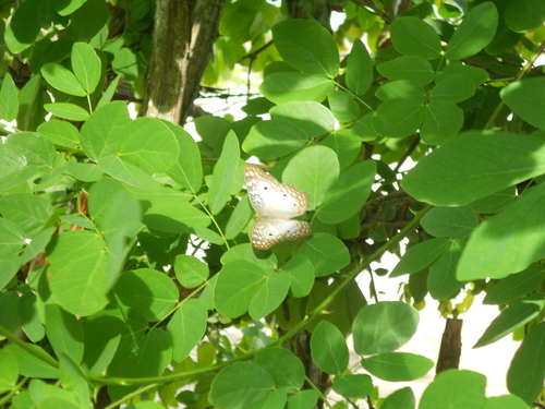White Peacock