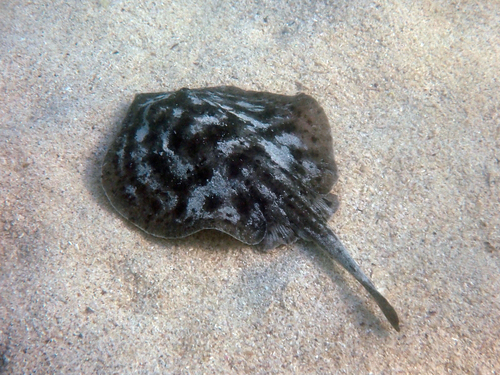Foto de Raya redonda moteada (Urobatis maculatus)