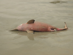 Pontoporia blainvillei