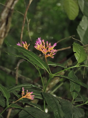 Palicourea marcgravii