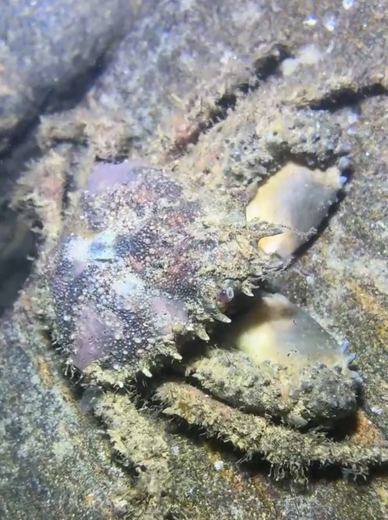 common decorator crab