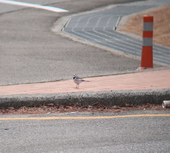 Motacilla alba lugens