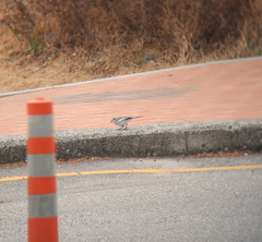Motacilla alba lugens
