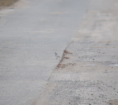 Motacilla alba lugens