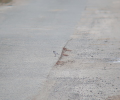 Motacilla alba lugens