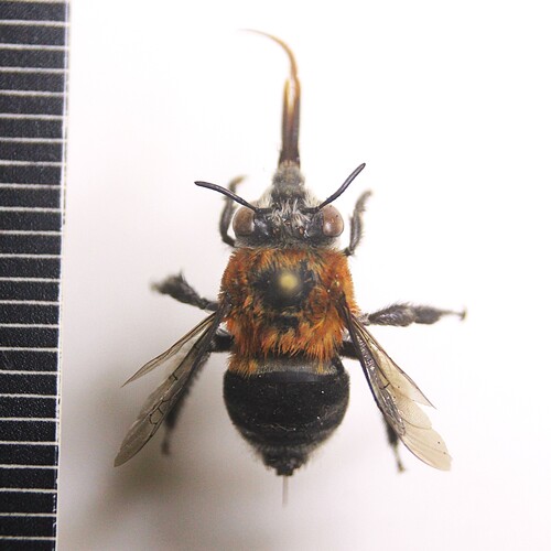 Foto von Anthophora hilaris