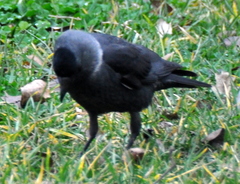 Corvus monedula