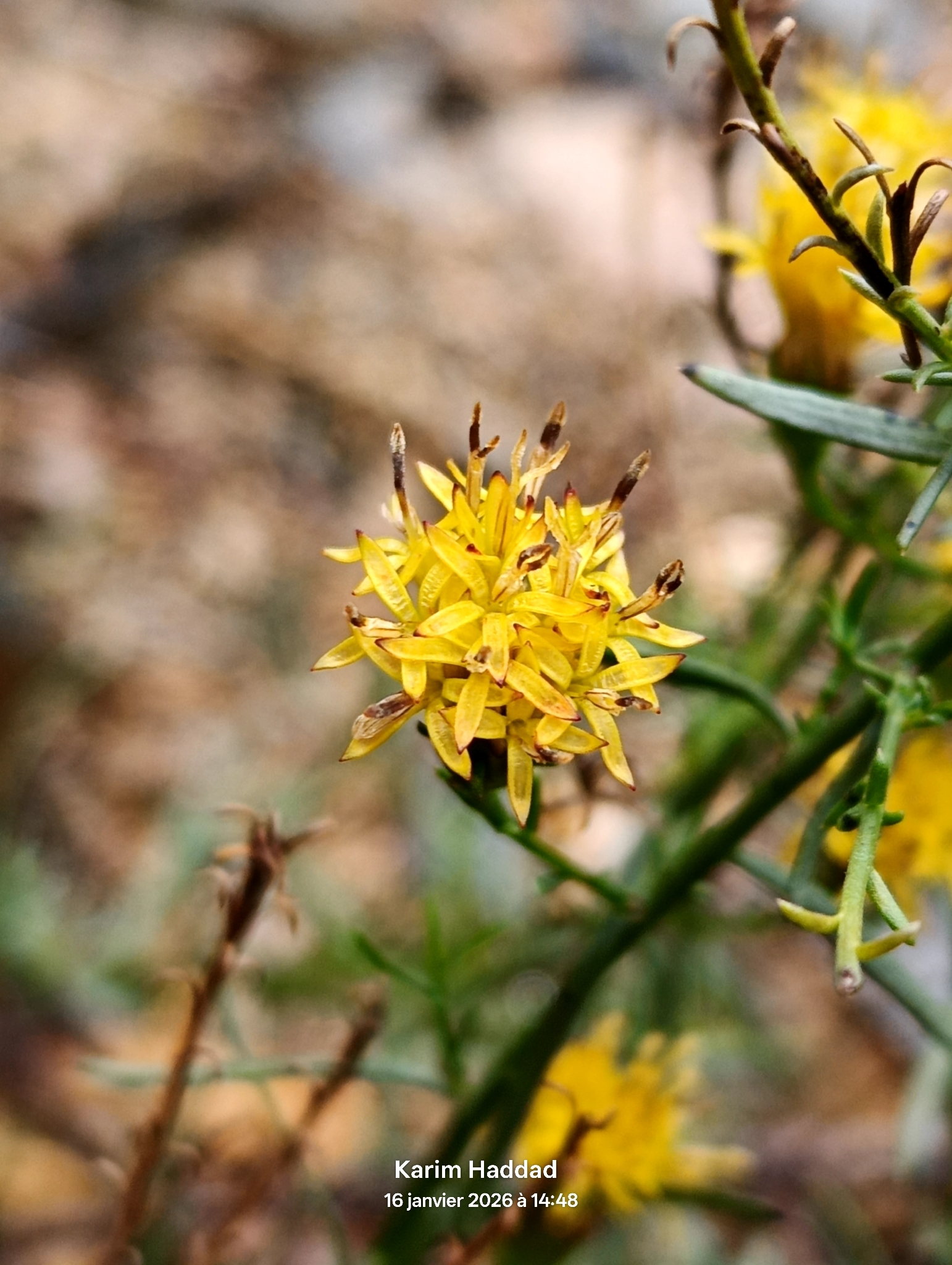 Beispielbild: Goldhaar-Aster (Galatella linosyris)