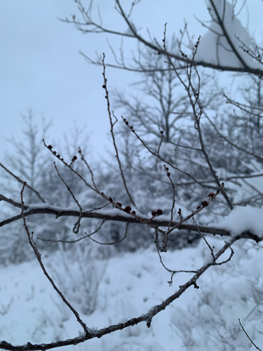 Siberian elm