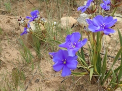 Aristea oligocephala