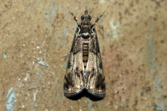 Noorda