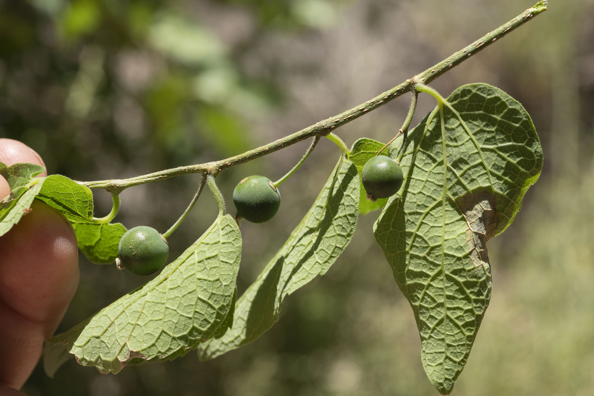 Celtis reticulata