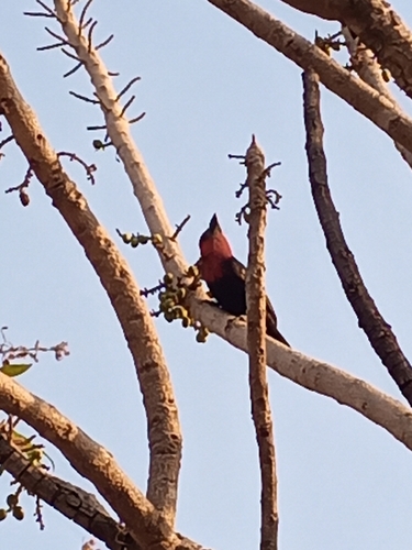 Black-billed Barbet
