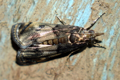 Noorda