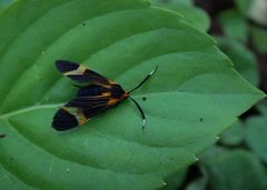 Dycladia