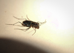 Odontocheila nodicornis