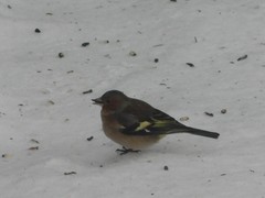 Fringilla coelebs