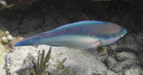 Prinses-papegaaivis (Scarus taeniopterus) — Scaridae — 5