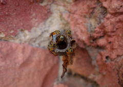 Tetragonisca angustula