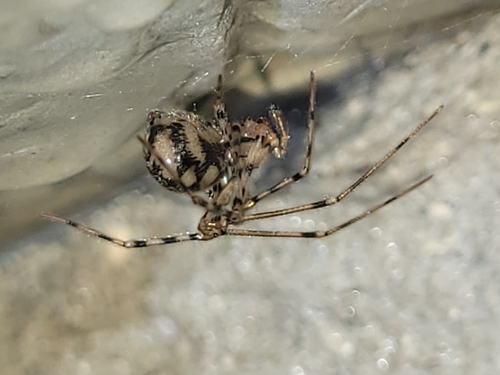Cave spider, 9256 HD Ryptsjerk, Nederland, photo 5 of 10