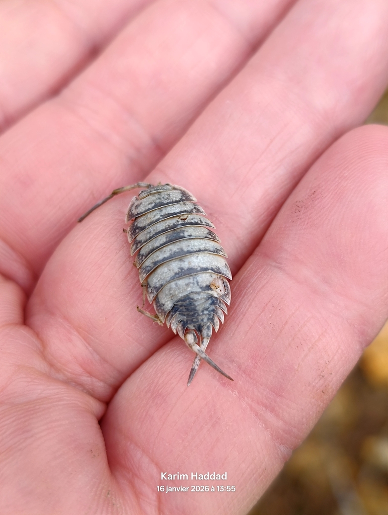 Porcellio eximius