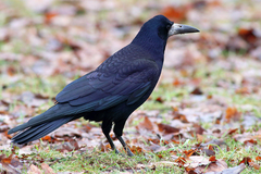 Corvus frugilegus