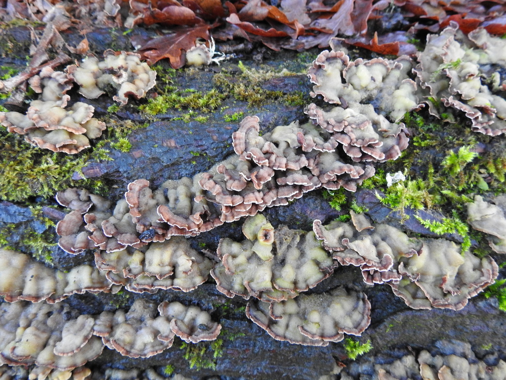 Chondrostereum purpureum · January 2026 · photo: © cryptomarasmius (iNaturalist, cc-by)