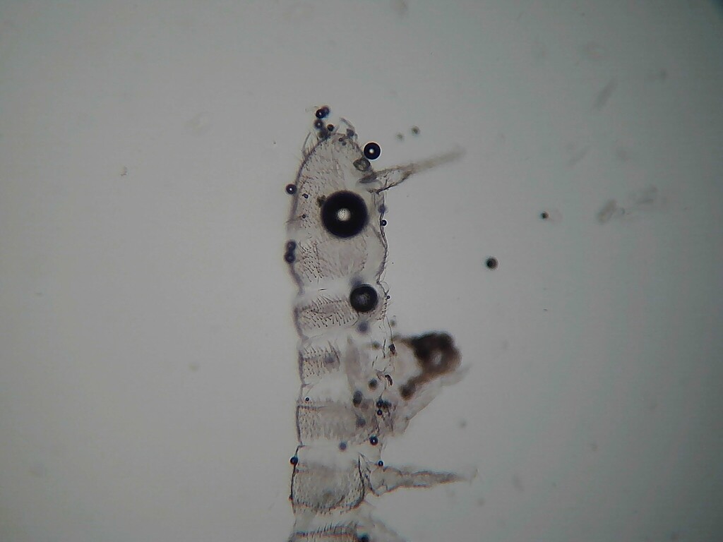 Springtail