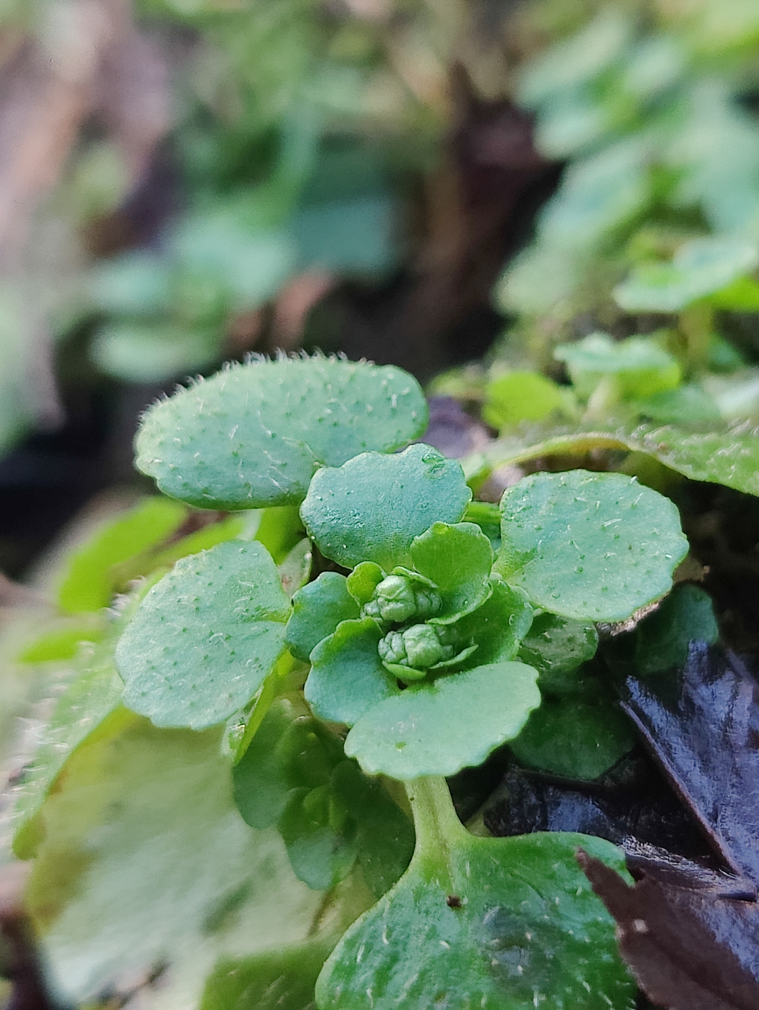 Imagem de Chrysosplenium oppositifolium