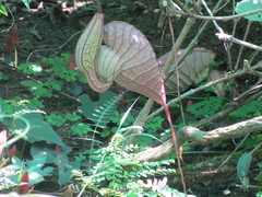 Aristolochia grandiflora