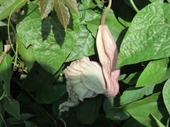 Aristolochia grandiflora