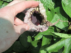 Aristolochia grandiflora