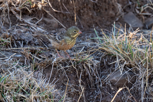 Ortolan Bunting