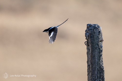 Northern Fiscal