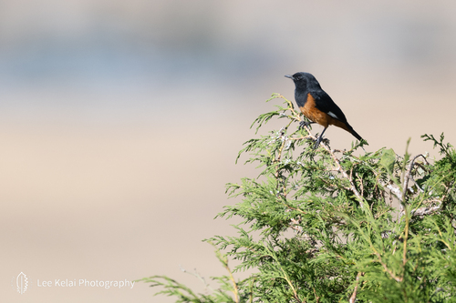 White-winged Cliff-Chat