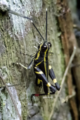 Traulia azureipennis