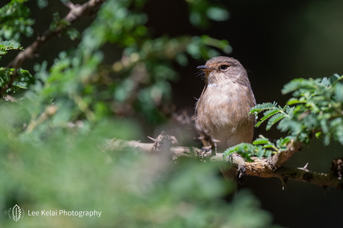 African Dusky Flycatcher