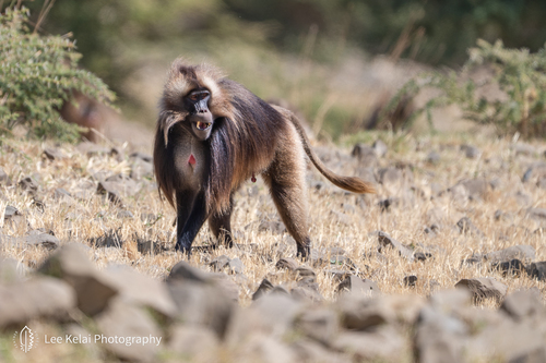 Gelada