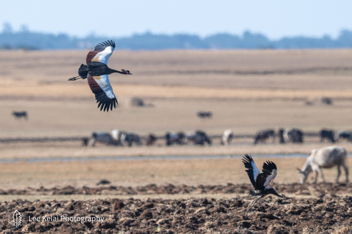 Black Crowned Crane