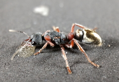 Myrmecia chrysogaster