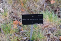 Festuca picoeuropeana