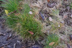 Festuca picoeuropeana