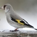 Central Asian Goldfinch - Photo (c) Jeannie Fraser, some rights reserved (CC BY-NC), uploaded by Jeannie Fraser