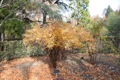 Spiraea nervosa