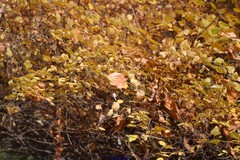 Spiraea nervosa