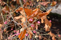 Spiraea nervosa
