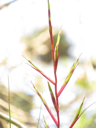 Tillandsia kirchhoffiana, photograph 2